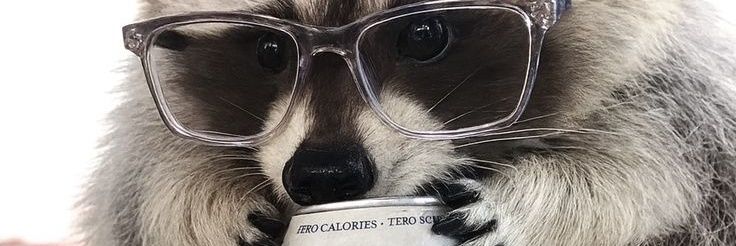 🦝 𝔻𝕒𝕟𝕚 👁 (ʏᴀʀᴀ) banner