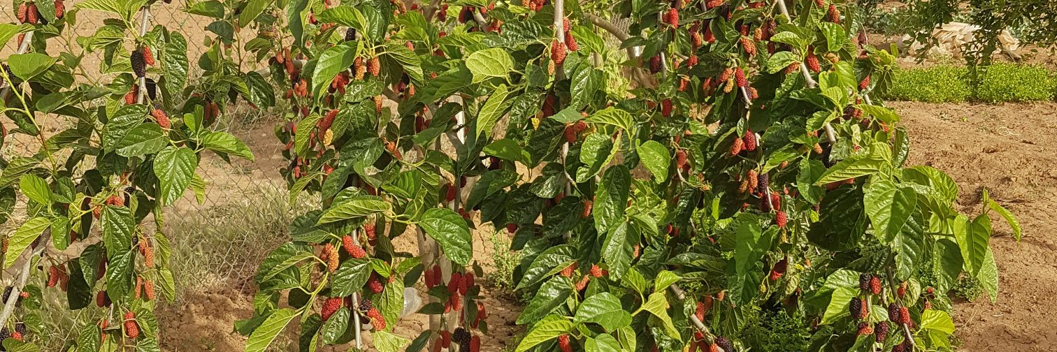ali_canki's profile banner image