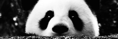 _GreatPanda_'s profile banner image