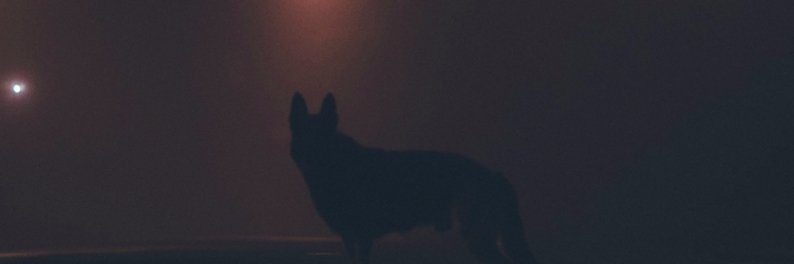 dognear's profile banner image