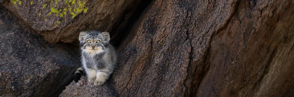 Matthew Pearson☩🌲 banner