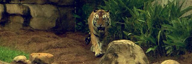 natalie vidrine banner