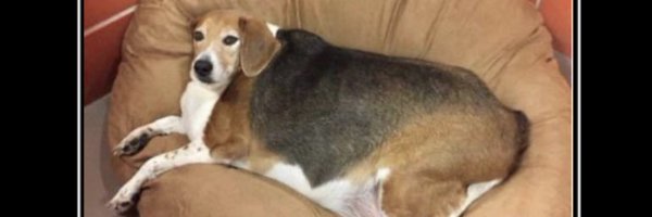 coattanimous Profile Banner