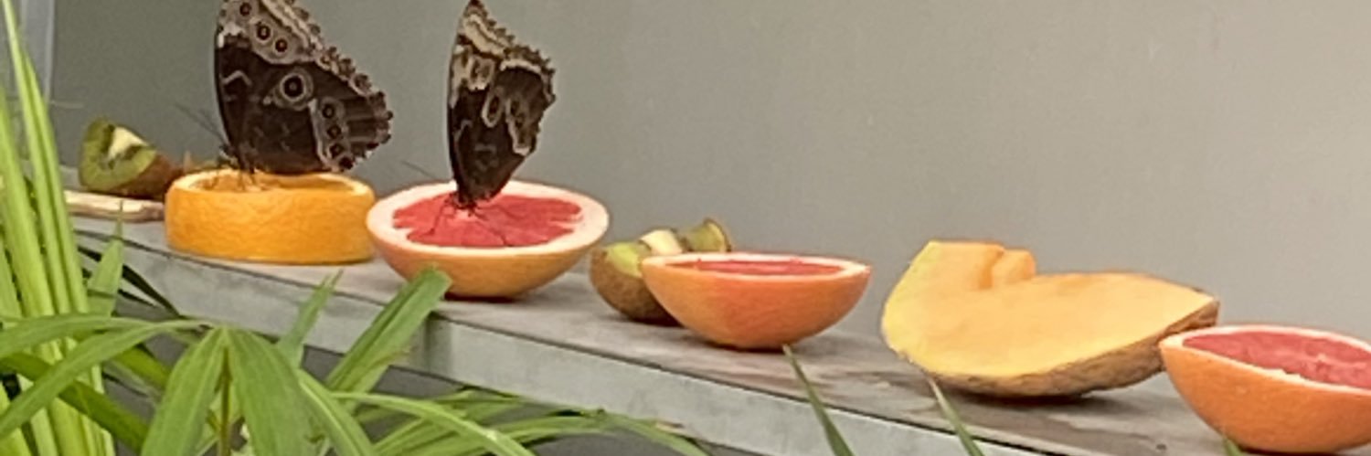 lauriegervais2's profile banner image