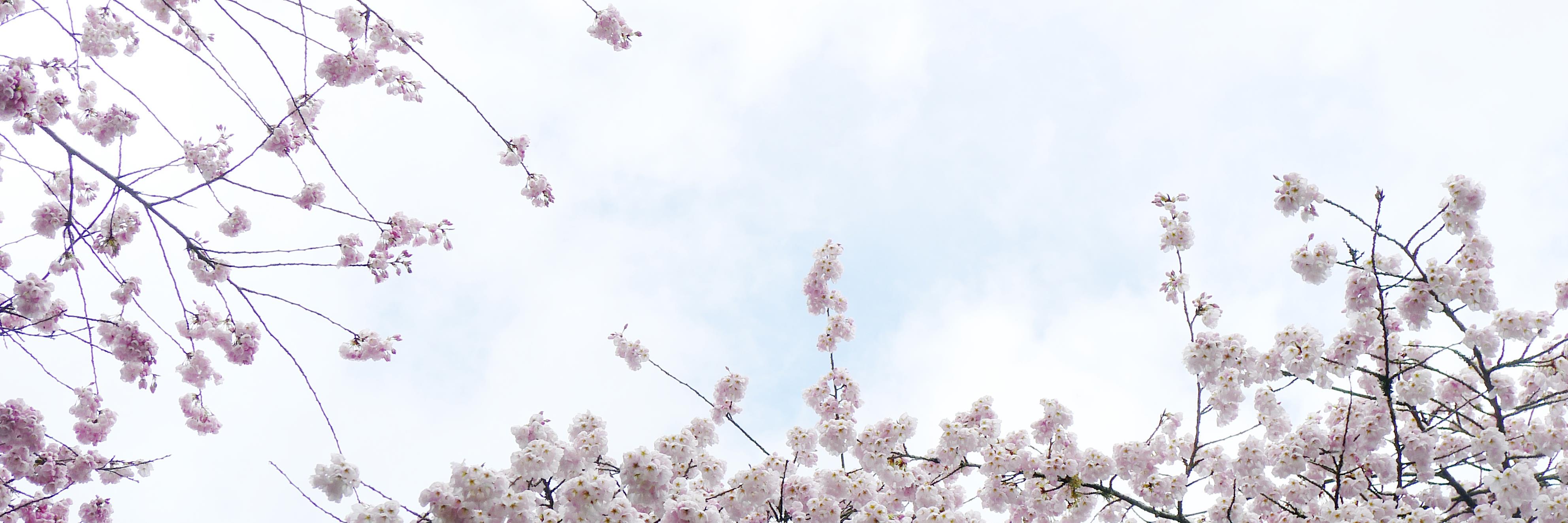 hellonance's profile banner image