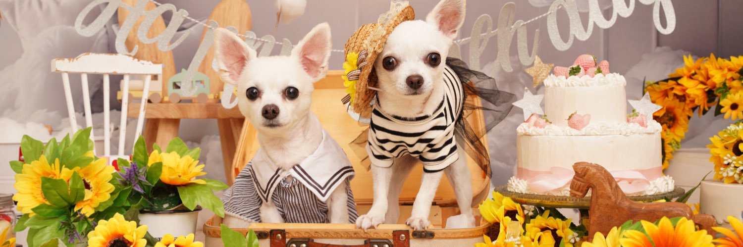 ちわわくん🐶♡ banner