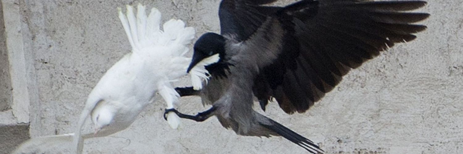 qoetic's profile banner image