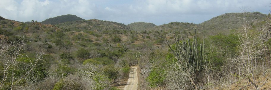 bonaire's profile banner image