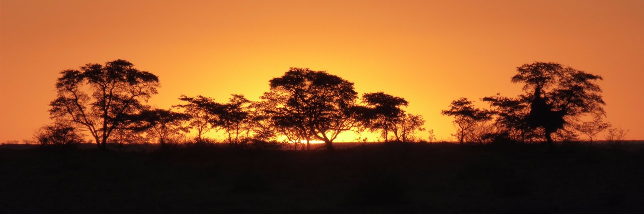 Frédéric Delsuc banner