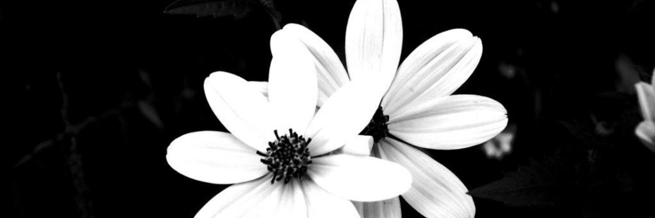 americanina's profile banner image