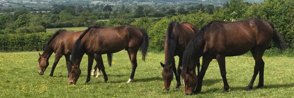 Claire Hart Equine banner