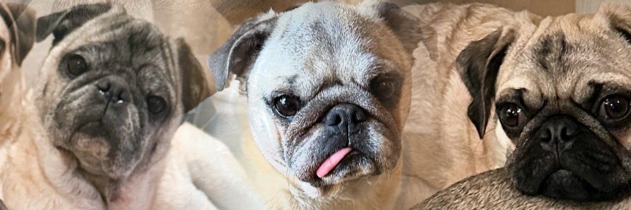 beckhamwally's profile banner image