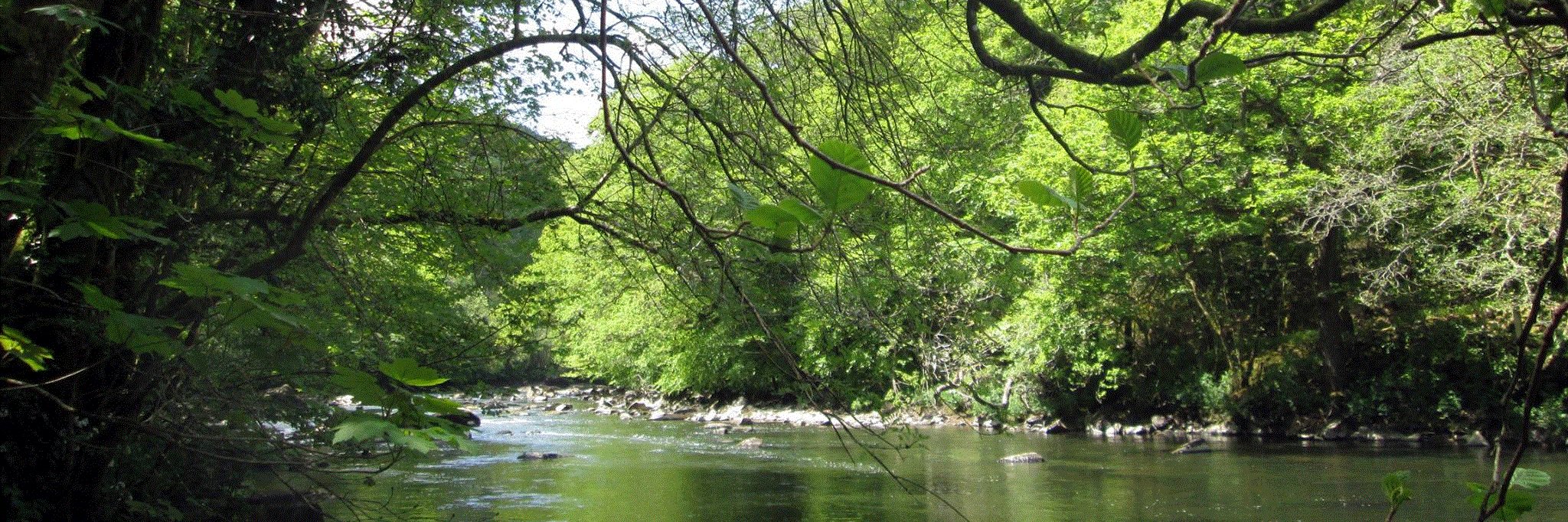 Francis Rowney banner