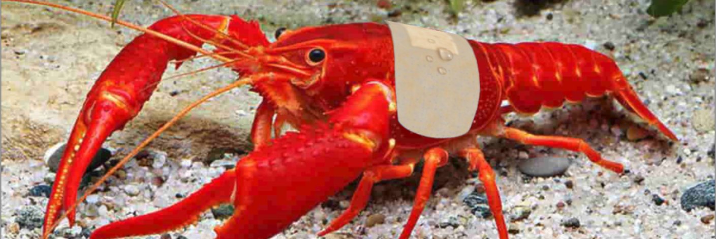 🦞🧜CR4YCR4Y banner