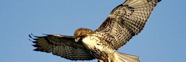 TeelHawk's profile banner image