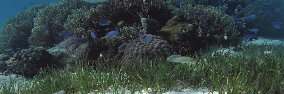 The Connolly Lab banner