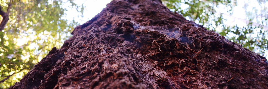 Sanctuary Forest banner