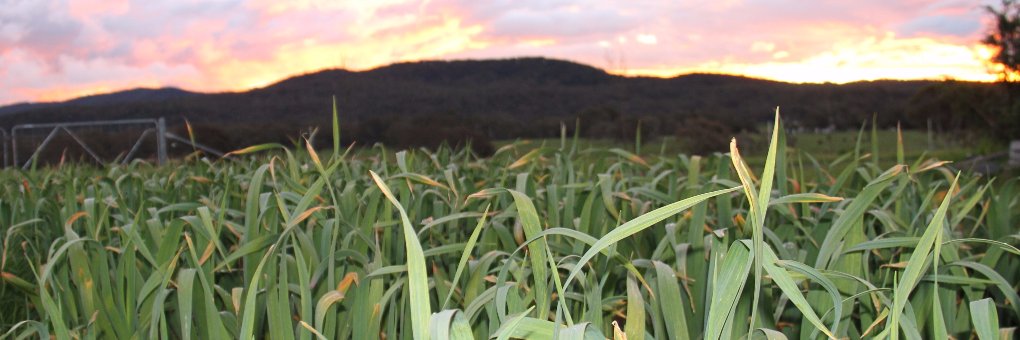Garlicious® Grown banner