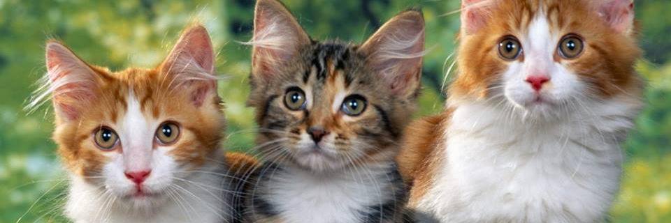 hidetya's profile banner image