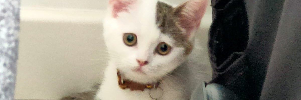 emeses_'s profile banner image