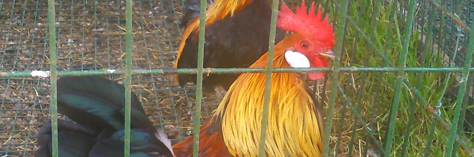 SenglarDavid's profile banner image