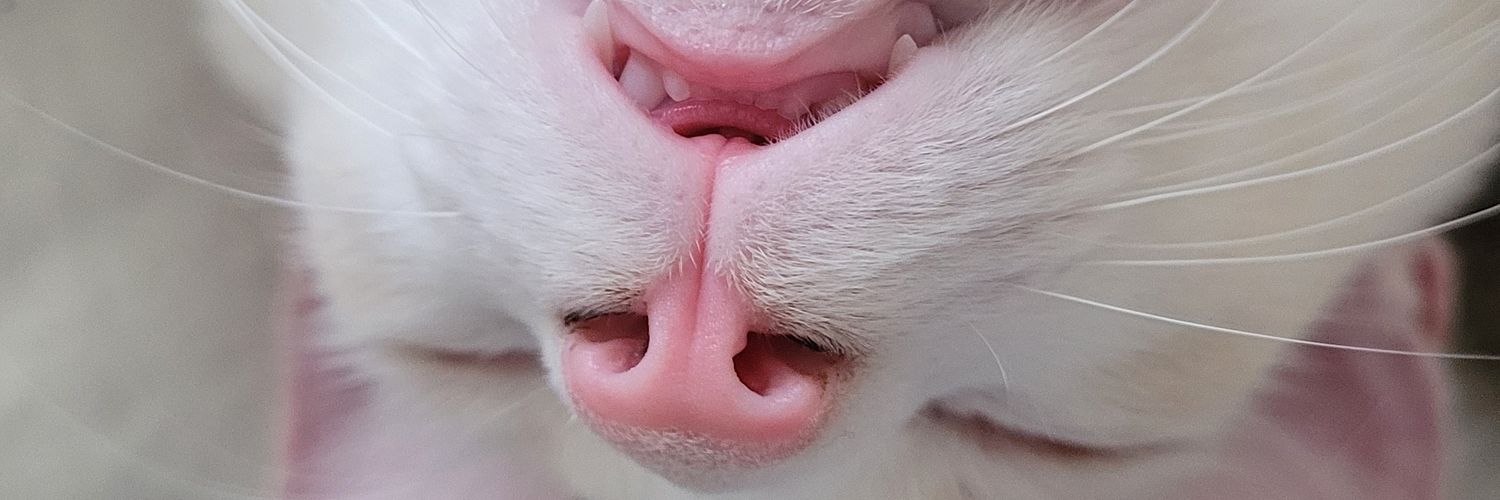 sofiamxria's profile banner image