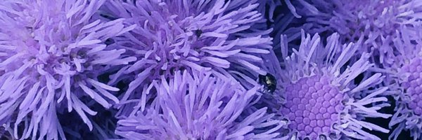 Amyebarnes17 Profile Banner