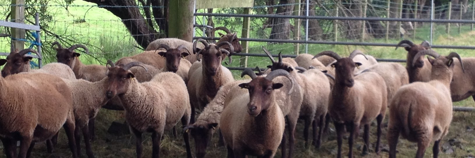 Manx Loaghtan's banner