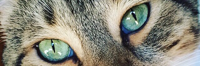 alysiagaugert's profile banner image