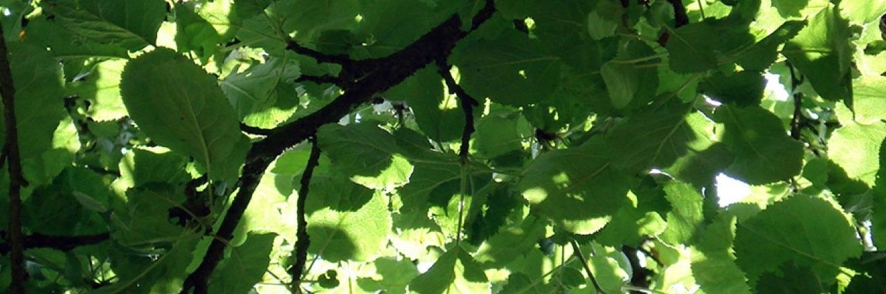 FrauSchettler's profile banner image