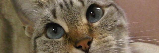 RetroBean 🌊🇺🇸🇺🇦🖖⚛️🏳️‍🌈🇩🇪🧀 banner