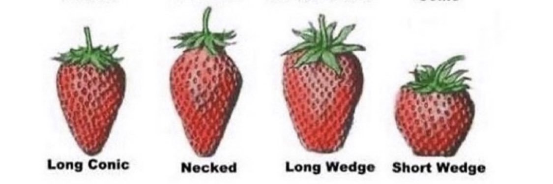 swagmaster69420 banner