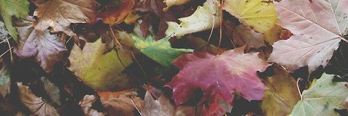 Ley🍁 banner