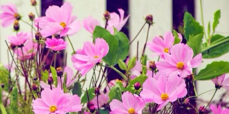 beryl_chan's profile banner image