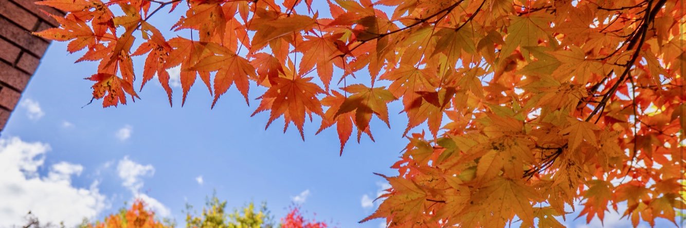 STRAWBERRY BLUE banner