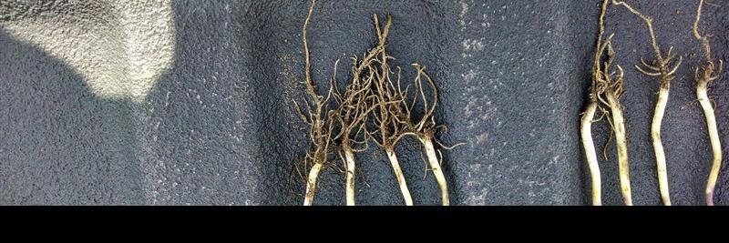 Cody Robinson banner