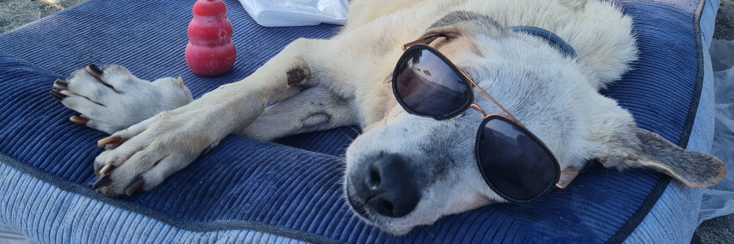 güneş çağlıer 🌱 banner