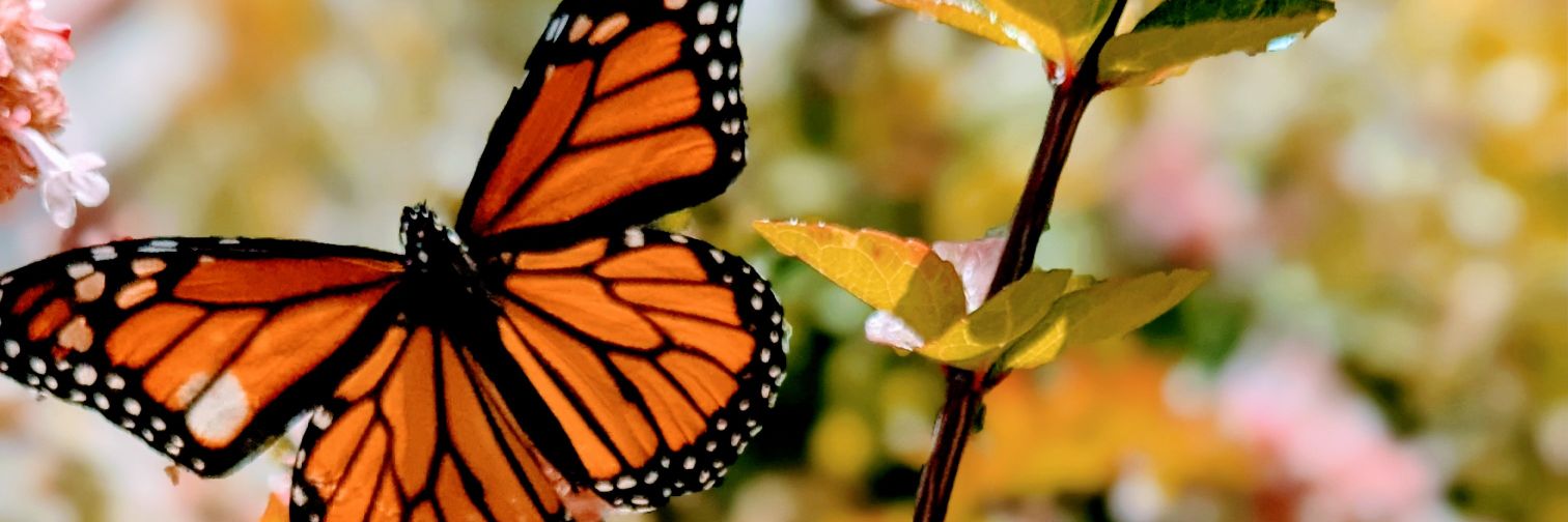 RunningWithTots banner