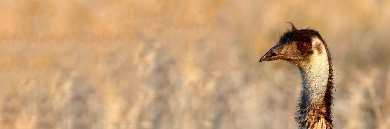 EMU Ornithology banner
