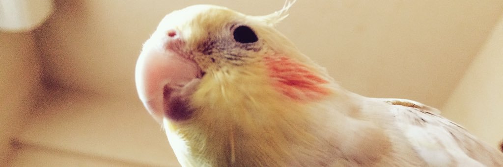 chaicow_63's profile banner image