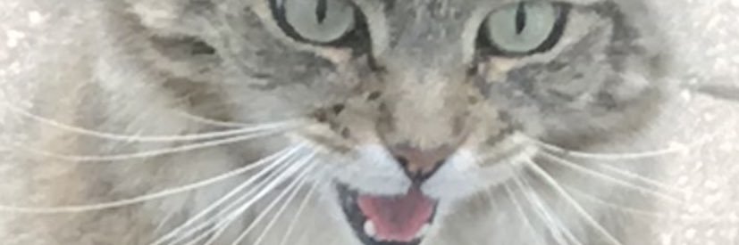HammerheadCT's profile banner image
