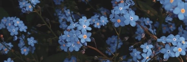 scintillatinggg's profile banner image