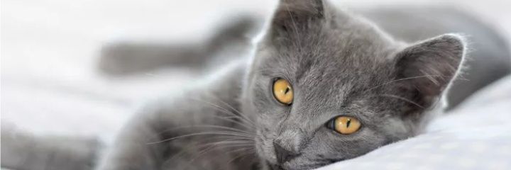 Sadrack_III's profile banner image