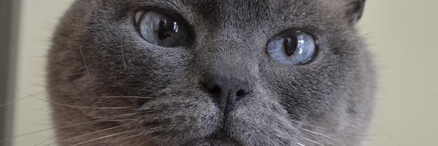 FSchmokel's profile banner image