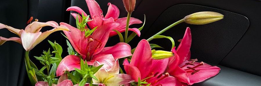 ameliefq's profile banner image