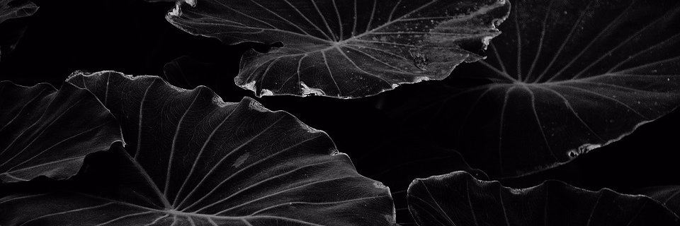 sistrazine's profile banner image
