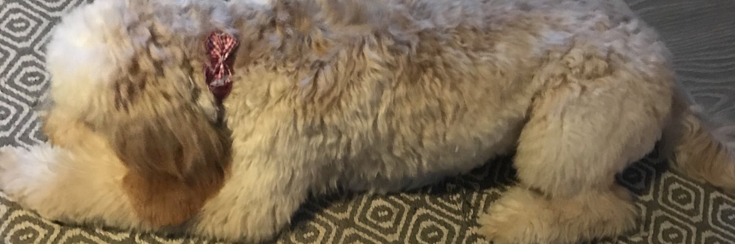 Bridget Ruggiero banner