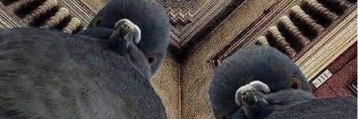 ailbhemannion's profile banner image