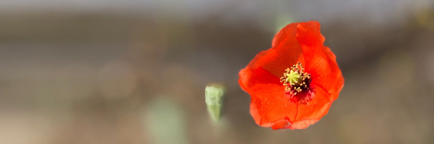 Ines Langhorst banner