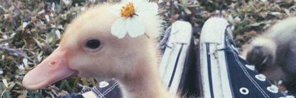 mace_dog's profile banner image